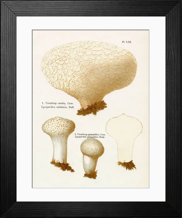 Framed Print : LYCOPERDON COELATUM LYCOPERDON GEMMATUM (edible) Date: 1876 Framed Print : LYCOPERDON COELATUM LYCOPERDON GEMMATUM (edible) Date: 1876