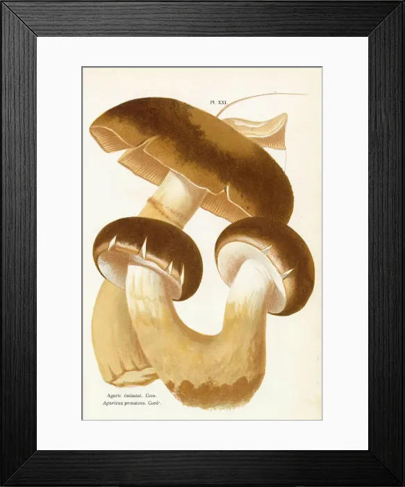 Framed Print : Funghi. AGARICUS PRAESTANS (edible). Date: 1876