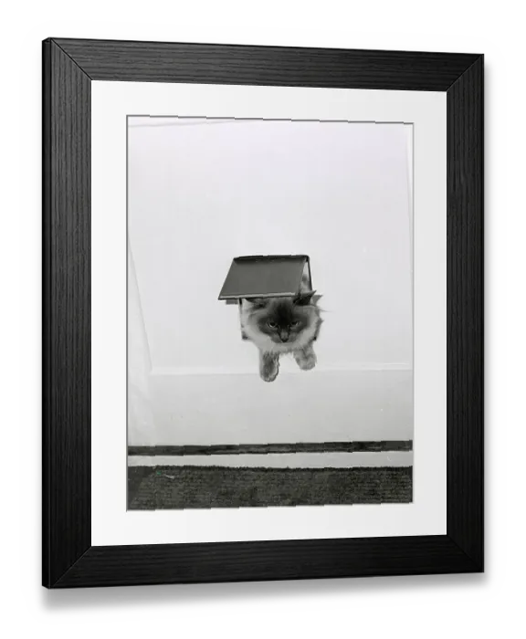 Framed Print : The cat came through the flap Date: 1970s Framed Print : The cat came through the flap Date: 1970s