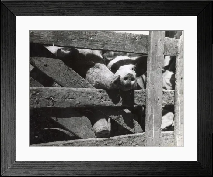 Framed Print : Pig in Pen Framed Print : Pig in Pen
