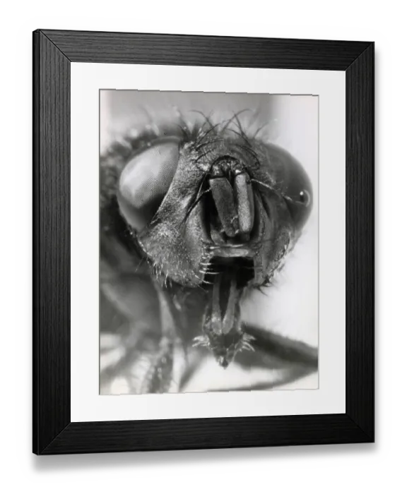 Framed Print : The head of a blow fly. Date: August 1963 Framed Print : The head of a blow fly. Date: August 1963