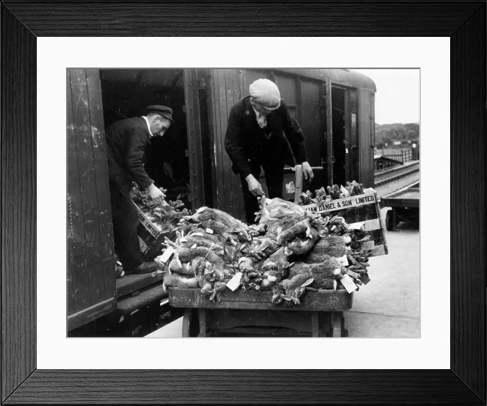 Framed Print : RABBITS FOR MARKET Framed Print : RABBITS FOR MARKET