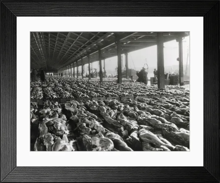 Framed Print : A market of line caught halibut fish at Aberdeen Fish Market, Scotland. Date: 1950s Framed Print : A market of line caught halibut fish at Aberdeen Fish Market, Scotland. Date: 1950s