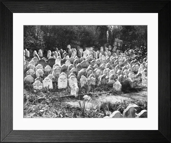 Framed Print : PETS CEMETERY Framed Print : PETS CEMETERY