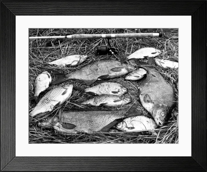 Framed Print : BREAM CATCH Framed Print : BREAM CATCH