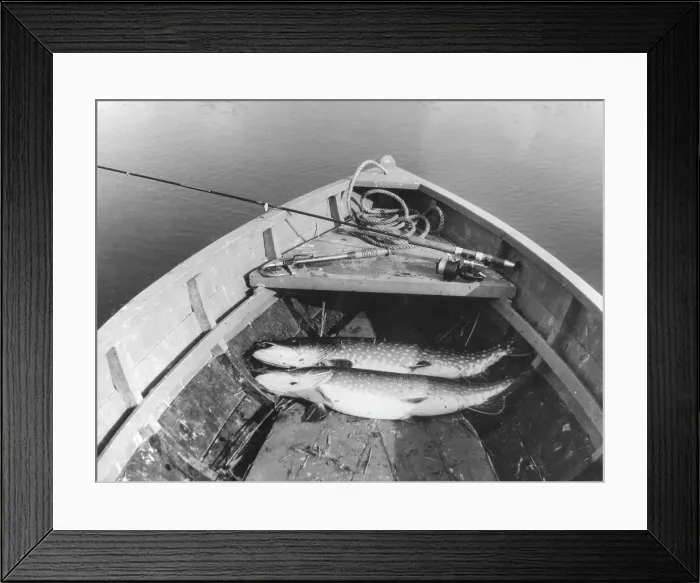 Framed Print : THE DAY'S CATCH Framed Print : THE DAY'S CATCH