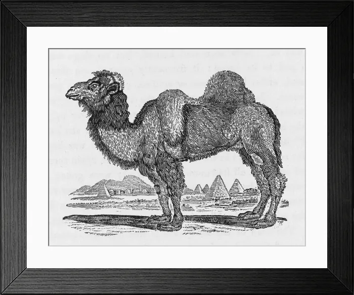 Framed Print : CAMEL (BEWICK) Framed Print : CAMEL (BEWICK)