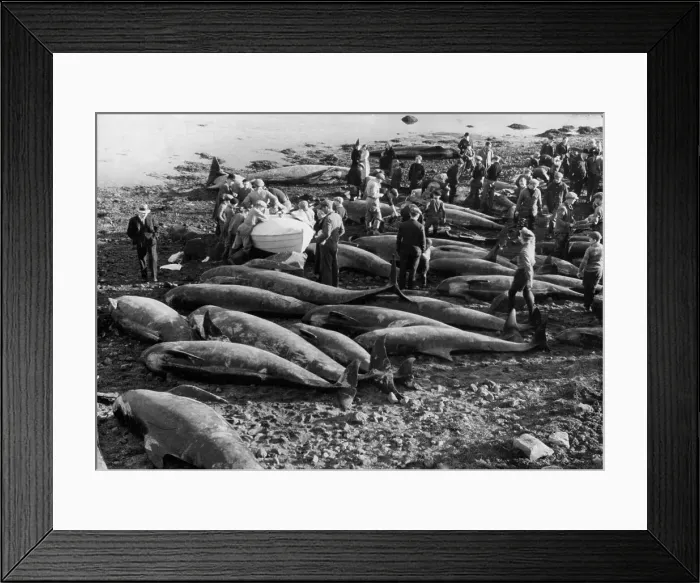 Framed Print : BEACHED WHALES Framed Print : BEACHED WHALES
