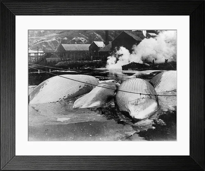 Framed Print : NEWFOUNDLAND WHALING Framed Print : NEWFOUNDLAND WHALING