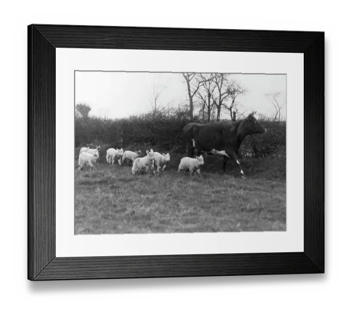 Framed Print : Cow Suckling Lambs Animals Mixed 1930s Coming Framed Print : Cow Suckling Lambs Animals Mixed 1930s Coming