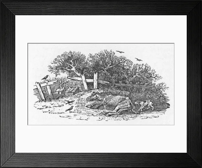 Framed Print : HORSE WAITING TO DIE Framed Print : HORSE WAITING TO DIE