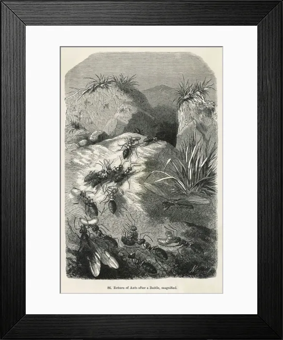 Framed Print : ANTS RETURNING TO NEST Framed Print : ANTS RETURNING TO NEST