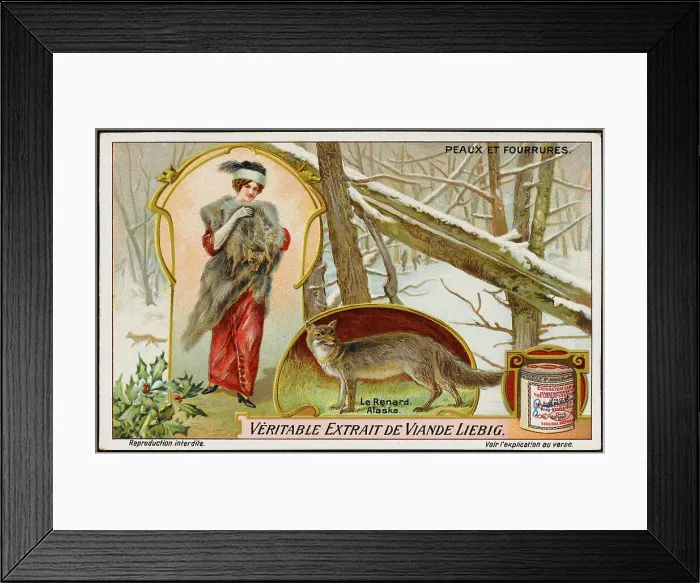 Framed Print : ALASKA FOX Framed Print : ALASKA FOX