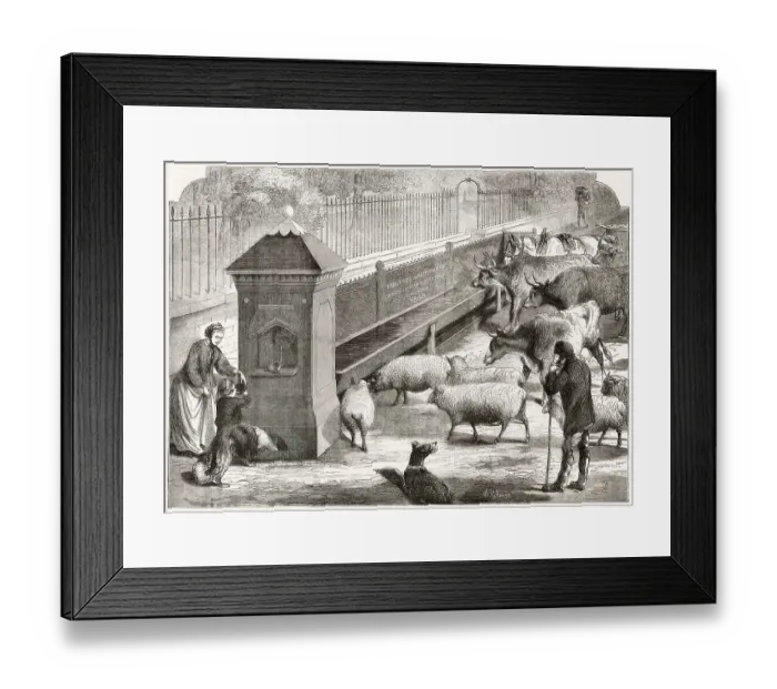Framed Print : Cattle Trough Framed Print : Cattle Trough