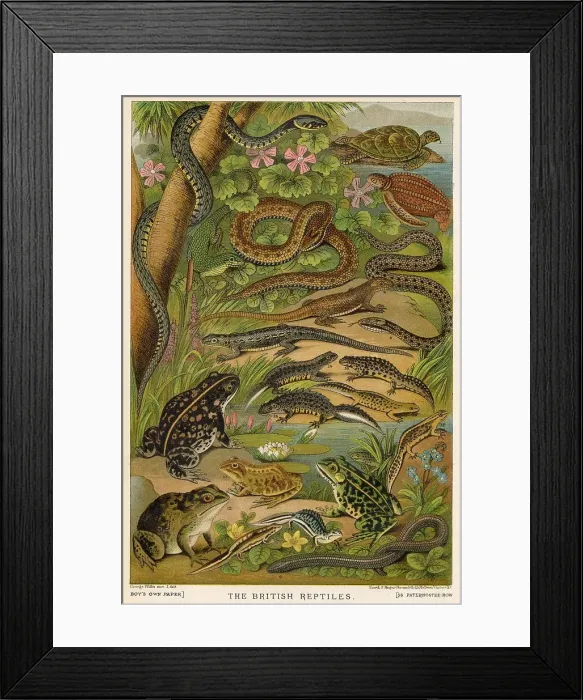 Framed Print : Selection page of British reptiles. Date: 1881 Framed Print : Selection page of British reptiles. Date: 1881