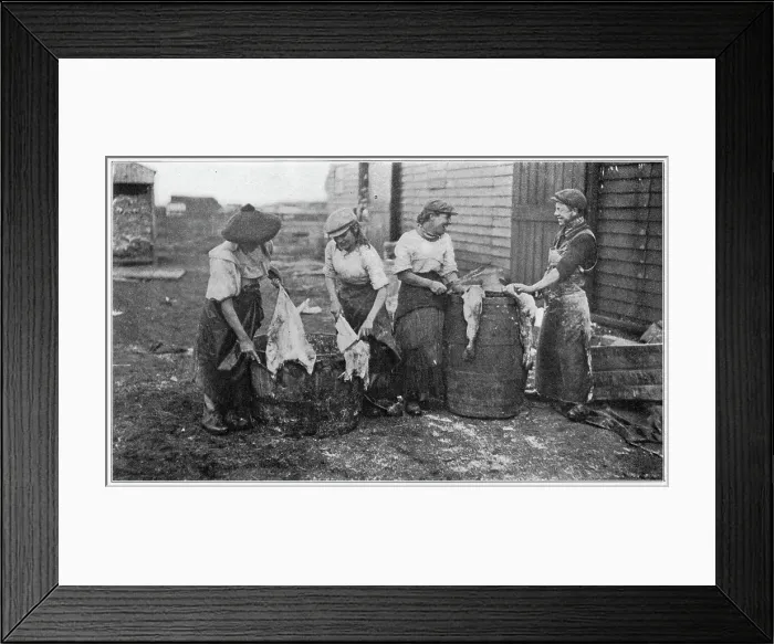 Framed Print : A group of women standing over a couple of barrels cleaning fish. Date: 1908 Framed Print : A group of women standing over a couple of barrels cleaning fish. Date: 1908