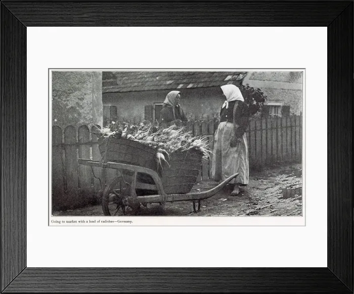 Framed Print : Two barefooted women going to market with a barrel of freshly picked radishes. Date: 1908 Framed Print : Two barefooted women going to market with a barrel of freshly picked radishes. Date: 1908