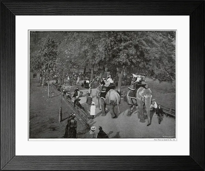 Framed Print : Zoological Gardens, Riding Indian Elephants Framed Print : Zoological Gardens, Riding Indian Elephants
