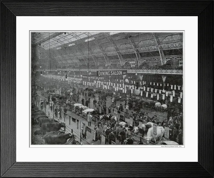Framed Print : Interior of the Smithfield Club's Annual Show at the Agricultural Hall Islington, London. Photograph showing after the judging was completed and awards won. Date: late 1890s Framed Print : Interior of the Smithfield Club's Annual Show at the Agricultural Hall Islington, London. Photograph showing after the judging was completed and awards won. Date: late 1890s