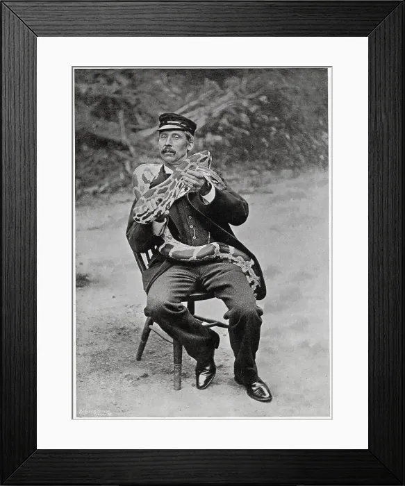 Framed Print : Head Keeper with Snake at London Zoo 1896 Framed Print : Head Keeper with Snake at London Zoo 1896