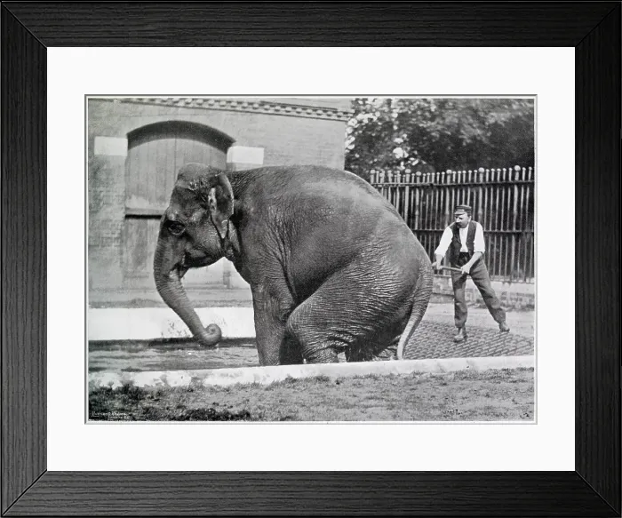Framed Print : Indian Elephant been rubbed down with a birch broom and water, to prevent skin from cracking. Date: 1896 Framed Print : Indian Elephant been rubbed down with a birch broom and water, to prevent skin from cracking. Date: 1896