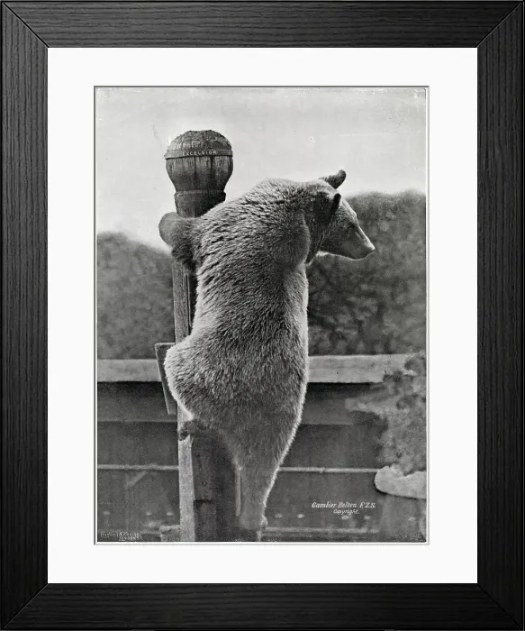 Framed Print : Russian Bear - Climbing his Pole Framed Print : Russian Bear - Climbing his Pole