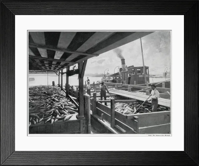 Framed Print : One of Canadian industries was the catching and packing of salmon. The geat flat-bottomed square-ended boat, locally know as a scow, discharged its cargo of salmon for shipment by the Canadian Pacific Railway. Date: late 1890s Framed Print : One of Canadian industries was the catching and packing of salmon. The geat flat-bottomed square-ended boat, locally know as a scow, discharged its cargo of salmon for shipment by the Canadian Pacific Railway. Date: late 1890s
