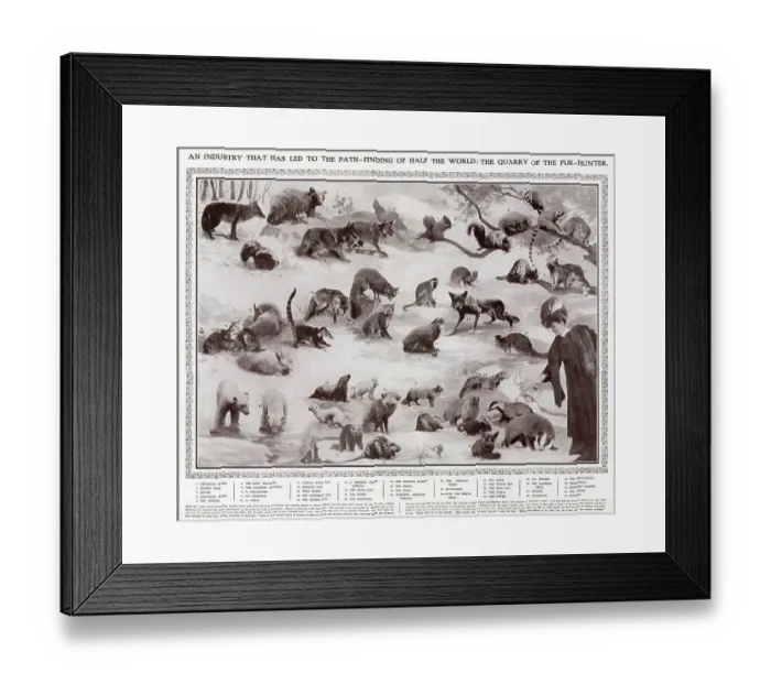 Framed Print : All the animals whose pelts were favoured by the fashion industry in 1908. 1. American Wolf, 2. Brown Bear, 3. Skunk, 4. Canadian Wolf, 5. Coyote, 6. Grey Squirrel, 7. Common Squirrel, 8. Phalanger, 9. Opossum, 10. Lemur, 11. Indian Wild Cat, 12 Framed Print : All the animals whose pelts were favoured by the fashion industry in 1908. 1. American Wolf, 2. Brown Bear, 3. Skunk, 4. Canadian Wolf, 5. Coyote, 6. Grey Squirrel, 7. Common Squirrel, 8. Phalanger, 9. Opossum, 10. Lemur, 11. Indian Wild Cat, 12