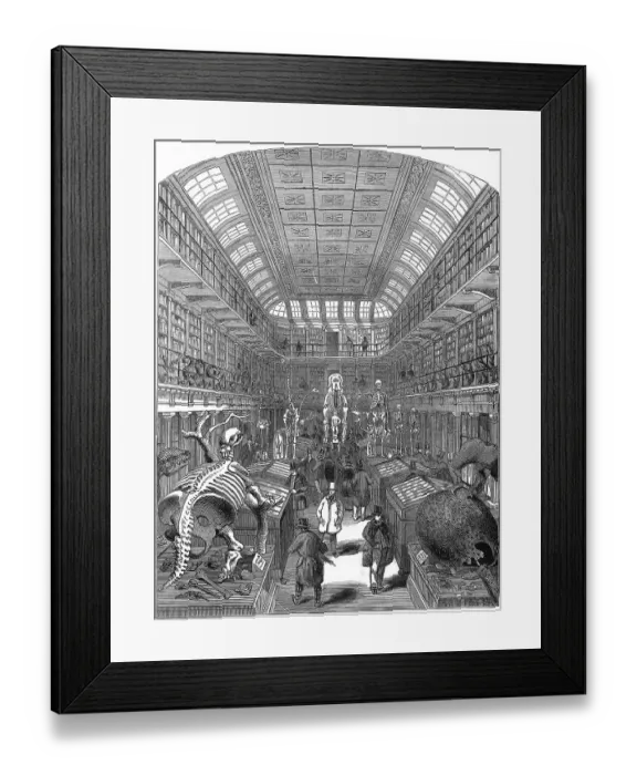 Framed Print : Hunterian Museum Royal College Surgeons Iln Import Framed Print : Hunterian Museum Royal College Surgeons Iln Import