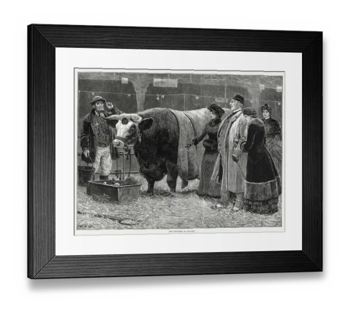 Framed Print : Visitors (on right) to the Christmas Cattle Show at the Agricultural Hall, Islington, admiring a prize winning bull. Date: 1883 Framed Print : Visitors (on right) to the Christmas Cattle Show at the Agricultural Hall, Islington, admiring a prize winning bull. Date: 1883