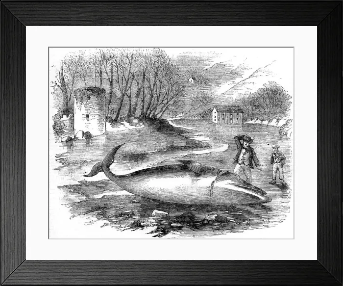 Framed Print : Rorqual Whale captured in the River Dart, Devon 1856 Framed Print : Rorqual Whale captured in the River Dart, Devon 1856