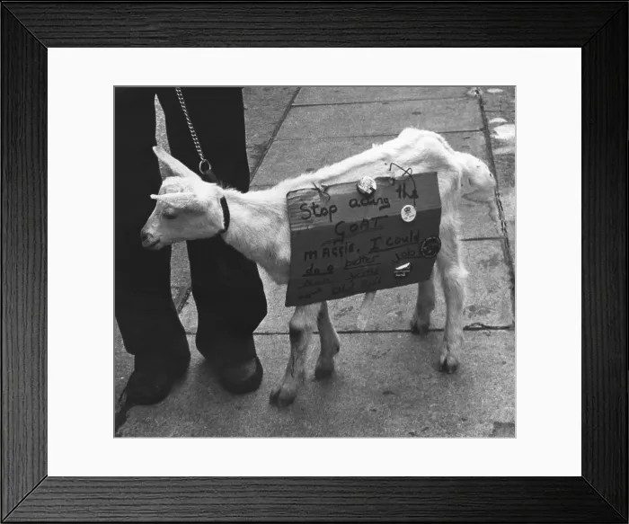 Framed Print : Goat expresses opinion on Margaret Thatcher Framed Print : Goat expresses opinion on Margaret Thatcher