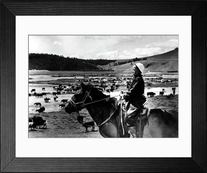 Framed Print : Mongolian cattle herder Framed Print : Mongolian cattle herder
