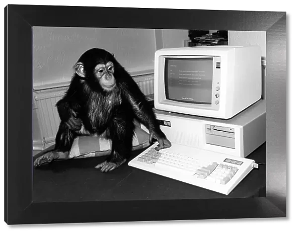Chimp with computer