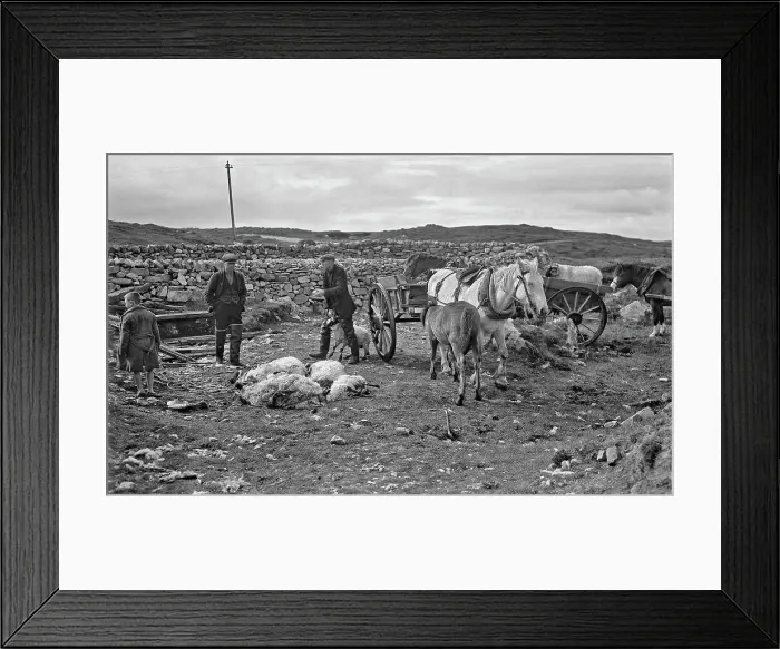 Framed Print : Shepherds at North Uist, Outer Hebrides, Scotland Framed Print : Shepherds at North Uist, Outer Hebrides, Scotland