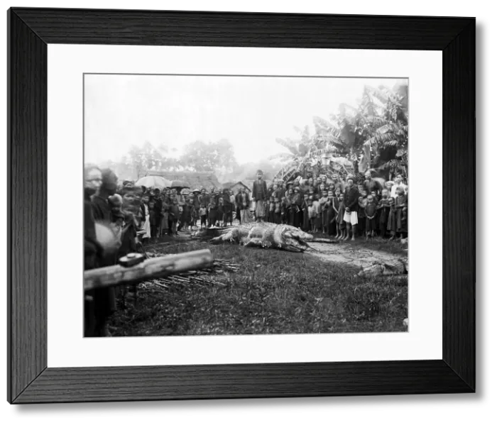 Framed Print : Large crocodile, Indochina (Vietnam) Framed Print : Large crocodile, Indochina (Vietnam)