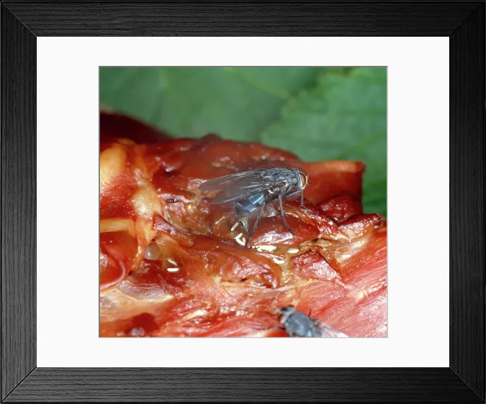 Framed Print : Calliphora, bluebottle Framed Print : Calliphora, bluebottle