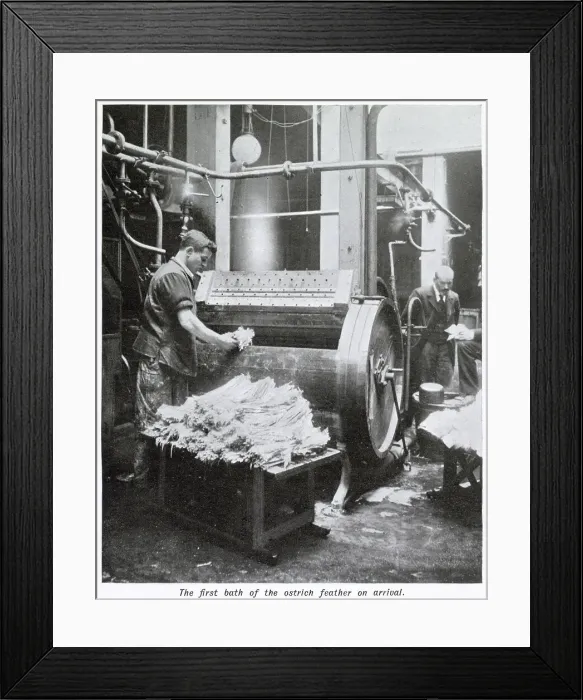 Framed Print : Manufacture of Ostrich Feathers - Washing 1907 Framed Print : Manufacture of Ostrich Feathers - Washing 1907
