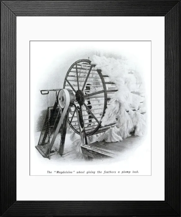 Framed Print : Manufacture of Ostrich Feathers - Plumping 1907 Framed Print : Manufacture of Ostrich Feathers - Plumping 1907