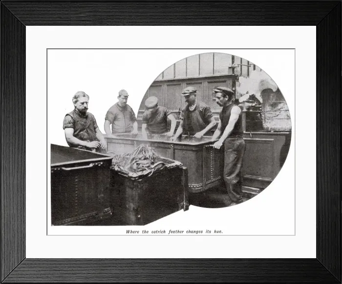 Framed Print : Manufacture of Ostrich Feathers - Changing Hue 1907 Framed Print : Manufacture of Ostrich Feathers - Changing Hue 1907