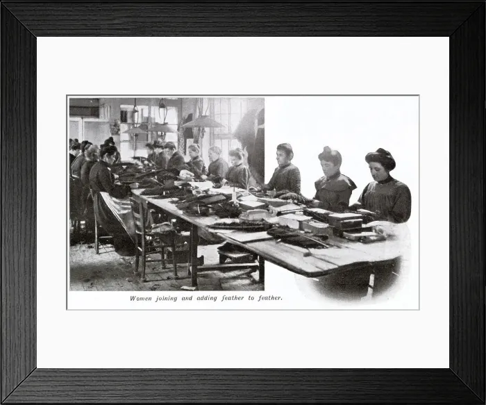 Framed Print : Manufacture of Ostrich Feathers - Joining feathers 1907 Framed Print : Manufacture of Ostrich Feathers - Joining feathers 1907