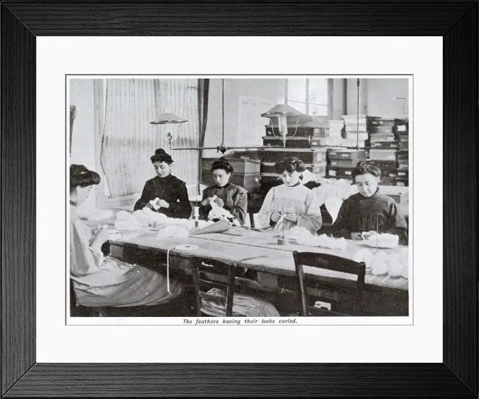 Framed Print : Manufacture of Ostrich Feathers - Women Curlers 1907 Framed Print : Manufacture of Ostrich Feathers - Women Curlers 1907
