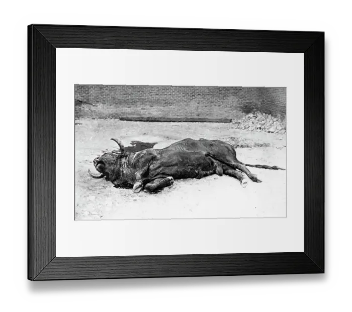 Framed Print : Spain - The Dead Bull - from Life Framed Print : Spain - The Dead Bull - from Life