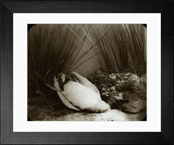Framed Print : Dead Duck in Reeds Framed Print : Dead Duck in Reeds