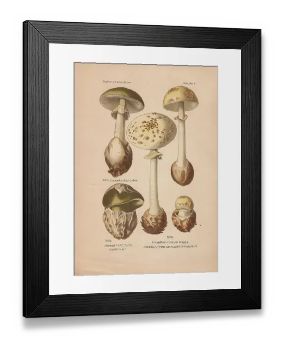 Framed Print : Death cap mushroom, Amanita phalloides Framed Print : Death cap mushroom, Amanita phalloides