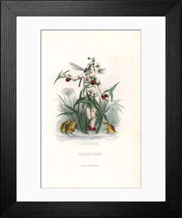 Framed Print : Arrowhead flower fairy, Sagittaria sagittifolia Framed Print : Arrowhead flower fairy, Sagittaria sagittifolia
