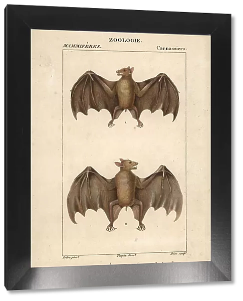 Geoffroy's rousette bat, Rousettus amplexicaudatus