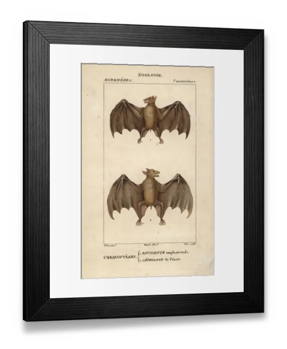 Framed Print : Geoffroy's rousette bat, Rousettus amplexicaudatus Framed Print : Geoffroy's rousette bat, Rousettus amplexicaudatus