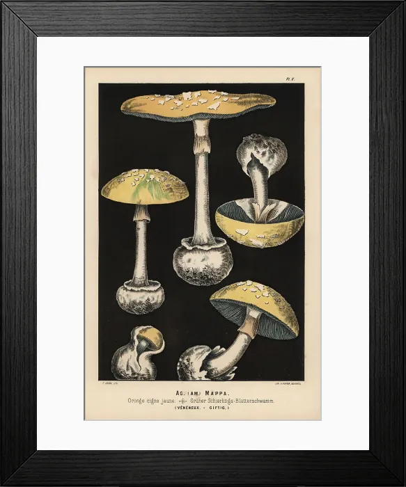 Framed Print : False death cap, Amanita citrina, Agaricus mappa, poisonous Framed Print : False death cap, Amanita citrina, Agaricus mappa, poisonous