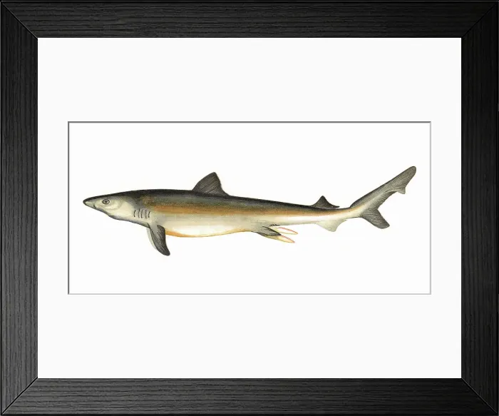 Framed Print : Carcharodon carcharias, or great white shark Framed Print : Carcharodon carcharias, or great white shark